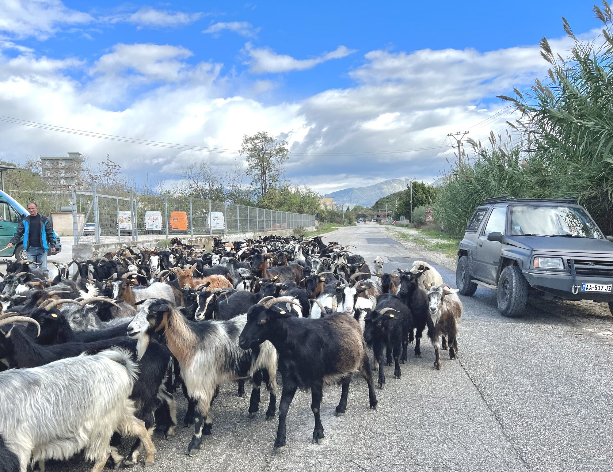 A herd of goats spread across a rural asphalt road between grassy verges, with a hillside behind them.