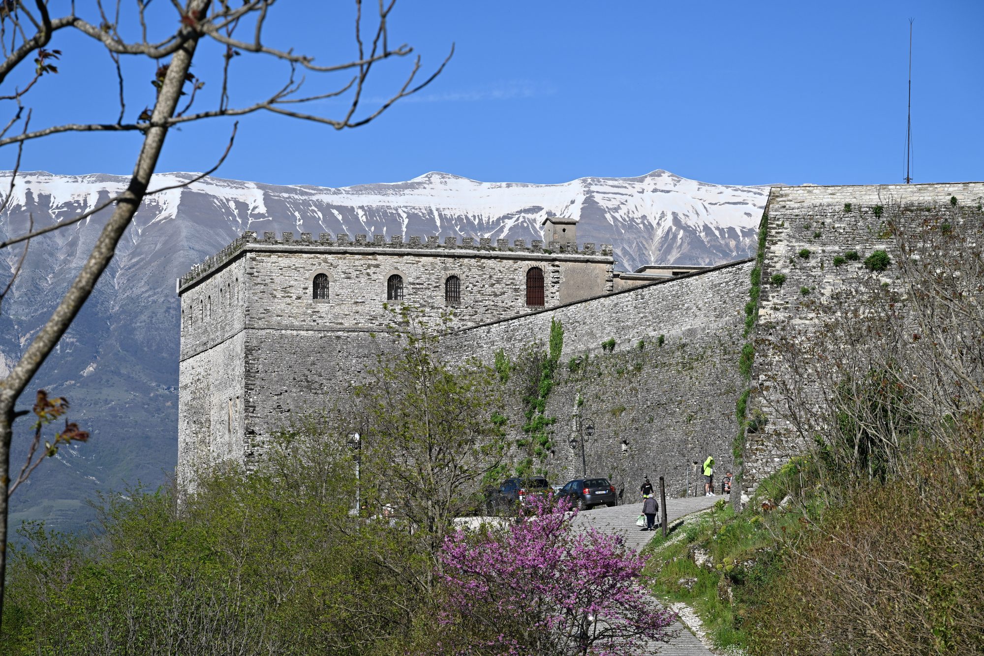The tall stone walls and crenellated bastion of Gjirokastër castle above a paved ramp, with a flowering Judas tree in front and snow-covered mountains behind.